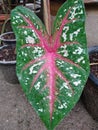 CaladiumÃ¢â¬â¹ bicolorÃ¢â¬â¹ PlantsÃ¢â¬â¹ Royalty Free Stock Photo